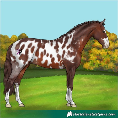 Horse Color:Chocolate Brown Appaloosa 