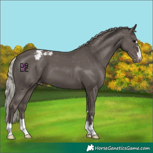 Horse Color:Silver Black Appaloosa