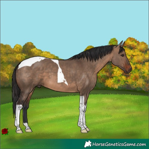Horse Color:Brown Dun Tobiano 