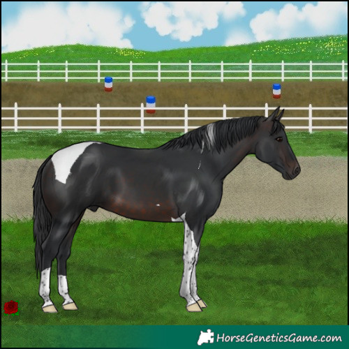 Horse Color:Brown Tobiano 