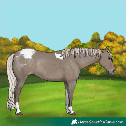Horse Color:Silver Grullo Tobiano Varnish Rabicano