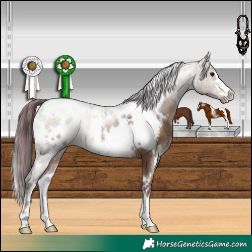 Horse Color:White Spotted Chocolate Brown Dun Appaloosa 