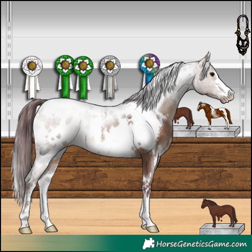 Horse Color:White Spotted Chocolate Brown Dun Blanket 