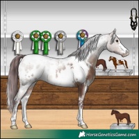 Horse Color:White Spotted Chocolate Brown Dun Blanket 