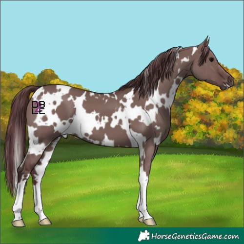 Horse Color:White Spotted Chocolate Grullo 