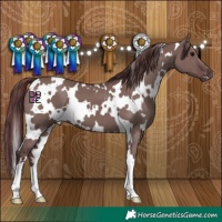 Horse Color:White Spotted Chocolate Grullo 