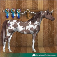 Horse Color:White Spotted Chocolate Grullo 