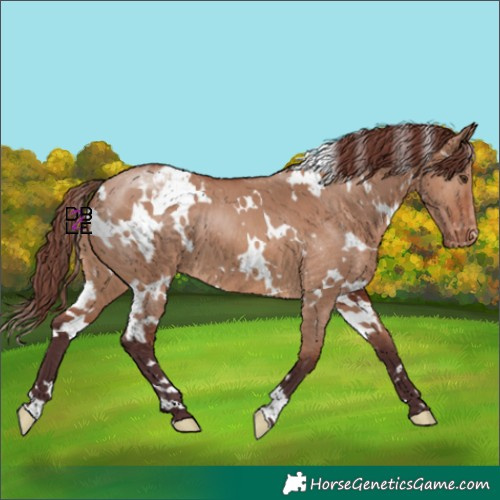 Horse Color:White Spotted Chocolate Brown Dun Varnish