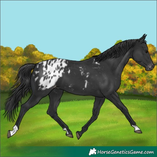 Horse Color:Black  and Black Appaloosa 