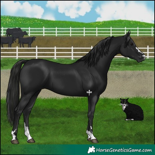 Horse Color:Gray Black