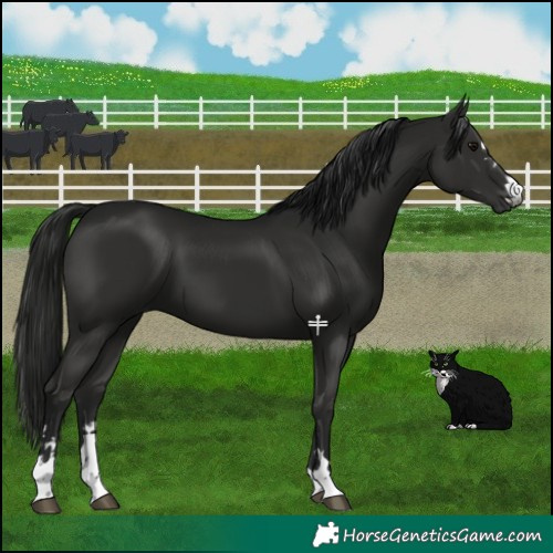 Horse Color:Gray Black 