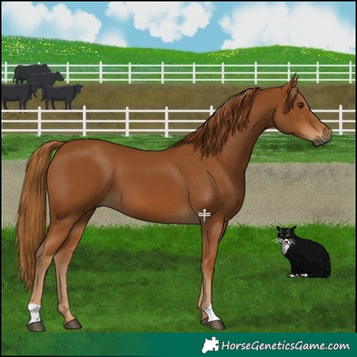 Horse Color:Gray Chestnut