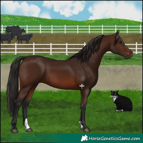 Horse Color:Gray Bay 