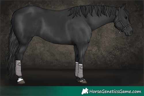 Horse Color:Black and Black