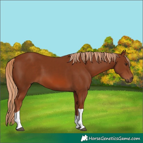 Horse Color:Chestnut Tobiano 