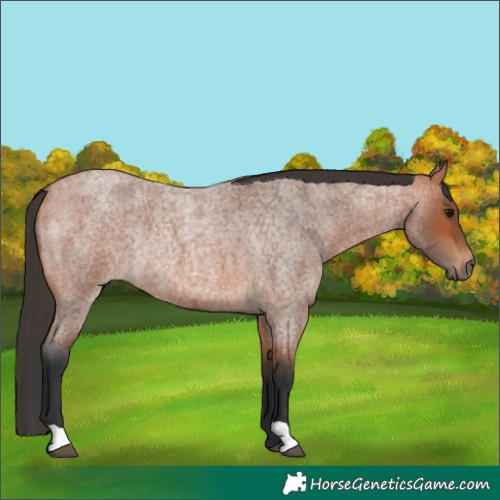 Horse Color:Bay Roan Rabicano
