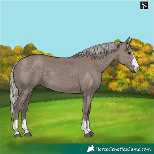 Horse Color:Silver Grullo 