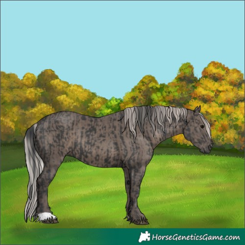 Horse Color:Black  and Silver Black 
