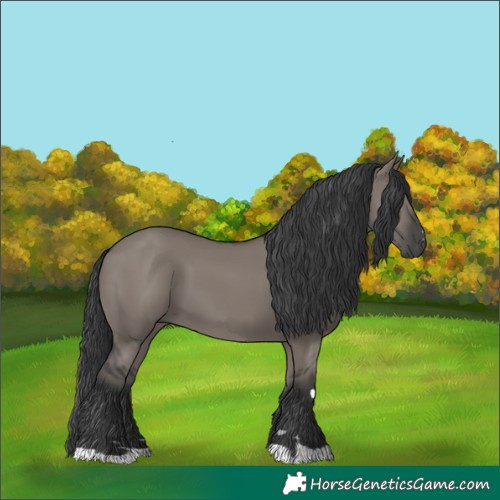 Horse Color:Grullo