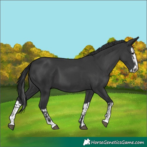 Horse Color:Black and Black Splash