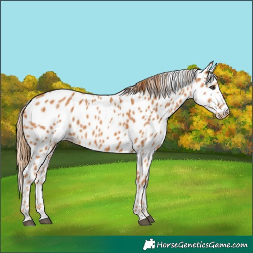 Horse Color:Chestnut Appaloosa