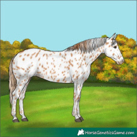 Horse Color:Chestnut Leopard 