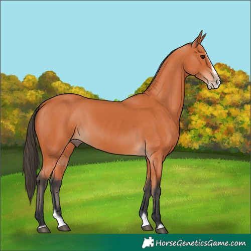 Horse Color:Bay Splash Frame