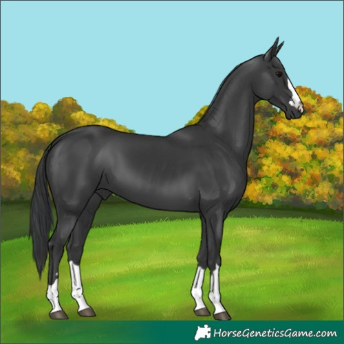 Horse Color:Black 
