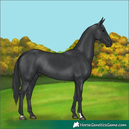 Horse Color:Black Rabicano 