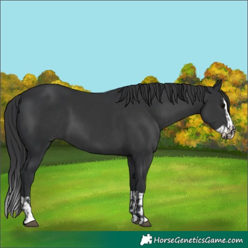 Horse Color:Black and Black Splash