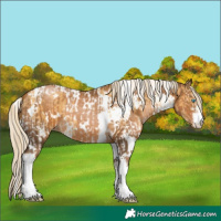 Horse Color:White Spotted Gold Champagne Dun Mushroom Tobiano and Gray White Spotted Liver Chestnut Mushroom