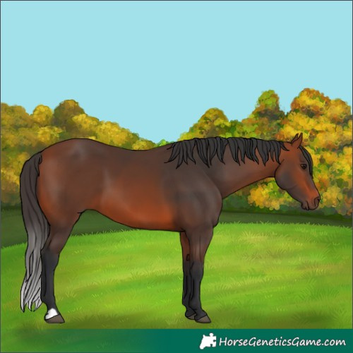 Horse Color:Bay 