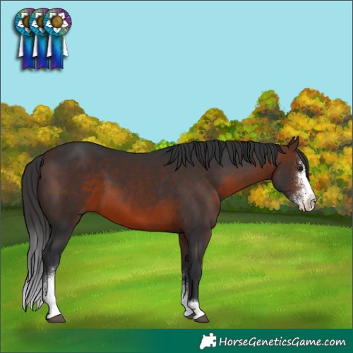 Horse Color:Brown Sabino