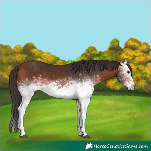 Horse Color:White Spotted Bay