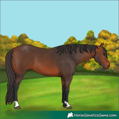 Horse Color:Bay 