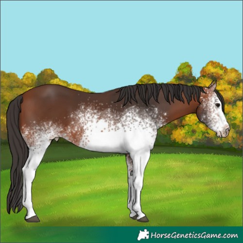 Horse Color:White Spotted Bay 