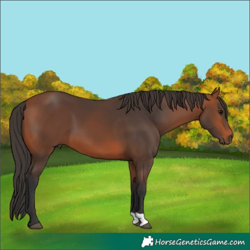 Horse Color:Bay 