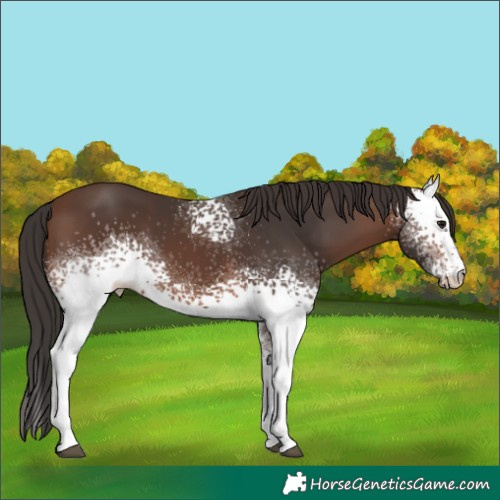 Horse Color:White Spotted Brown 