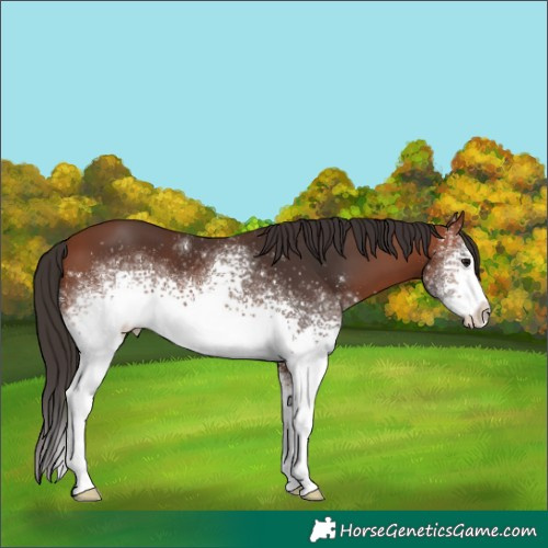 Horse Color:White Spotted Bay