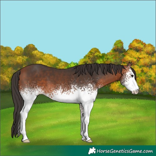Horse Color:White Spotted Bay Sabino