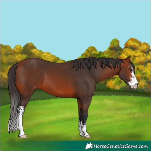 Horse Color:Bay Sabino