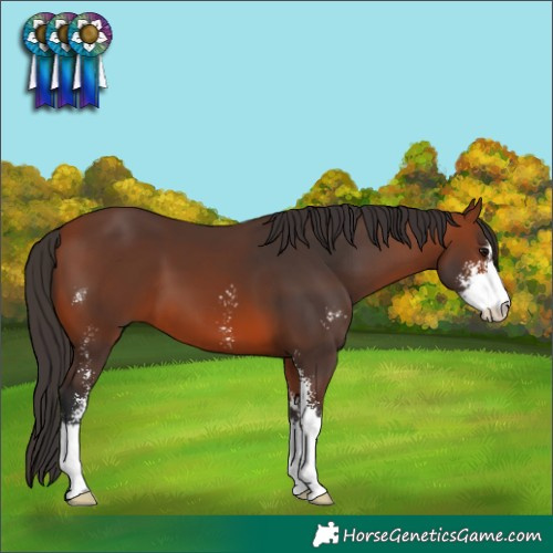 Horse Color:Bay Sabino 