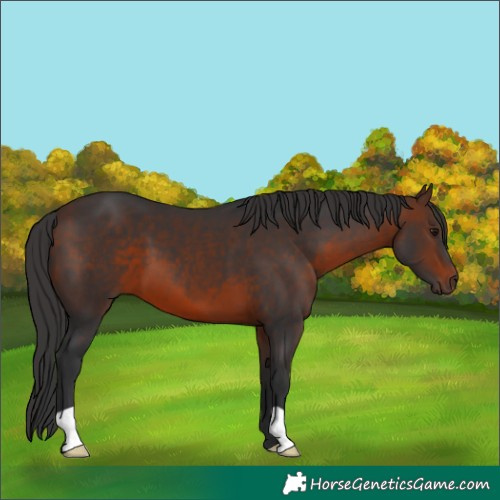 Horse Color:Brown 