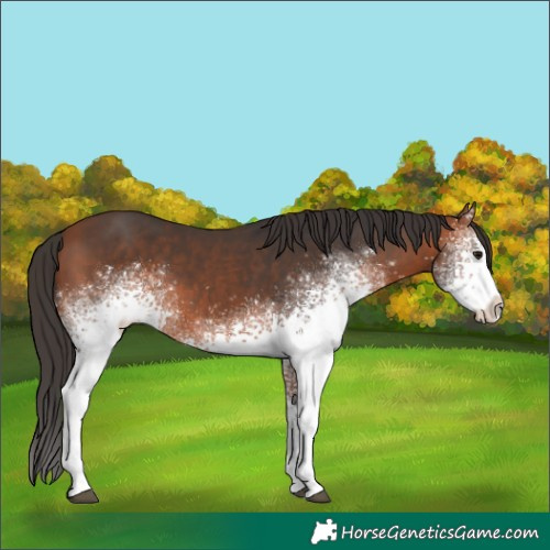 Horse Color:White Spotted Bay 