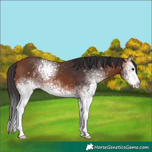 Horse Color:White Spotted Bay 