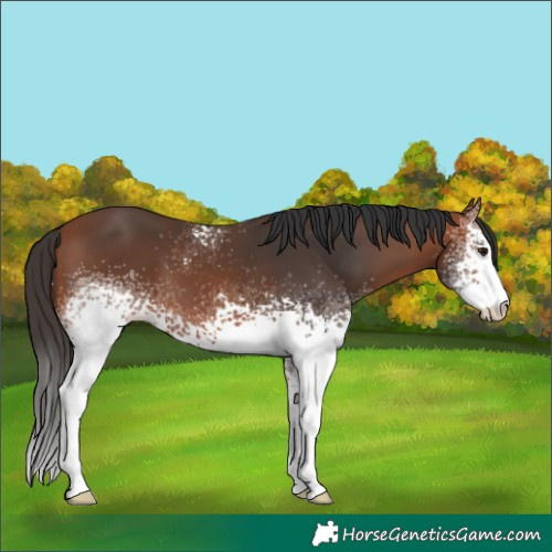 Horse Color:White Spotted Bay 