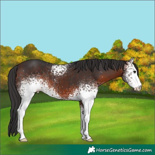 Horse Color:White Spotted Brown 