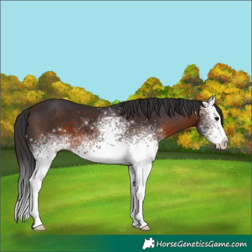 Horse Color:White Spotted Brown