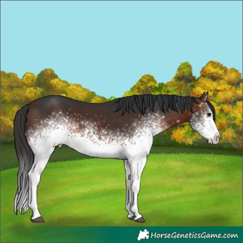 Horse Color:White Spotted Brown 
