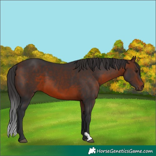 Horse Color:Brown 